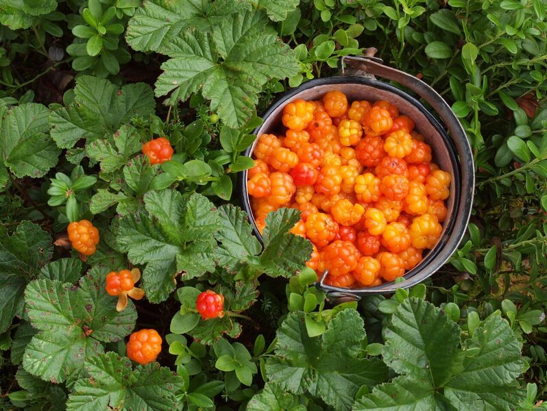 Cloudberry Body Scrub - c/o Gerd  - 3