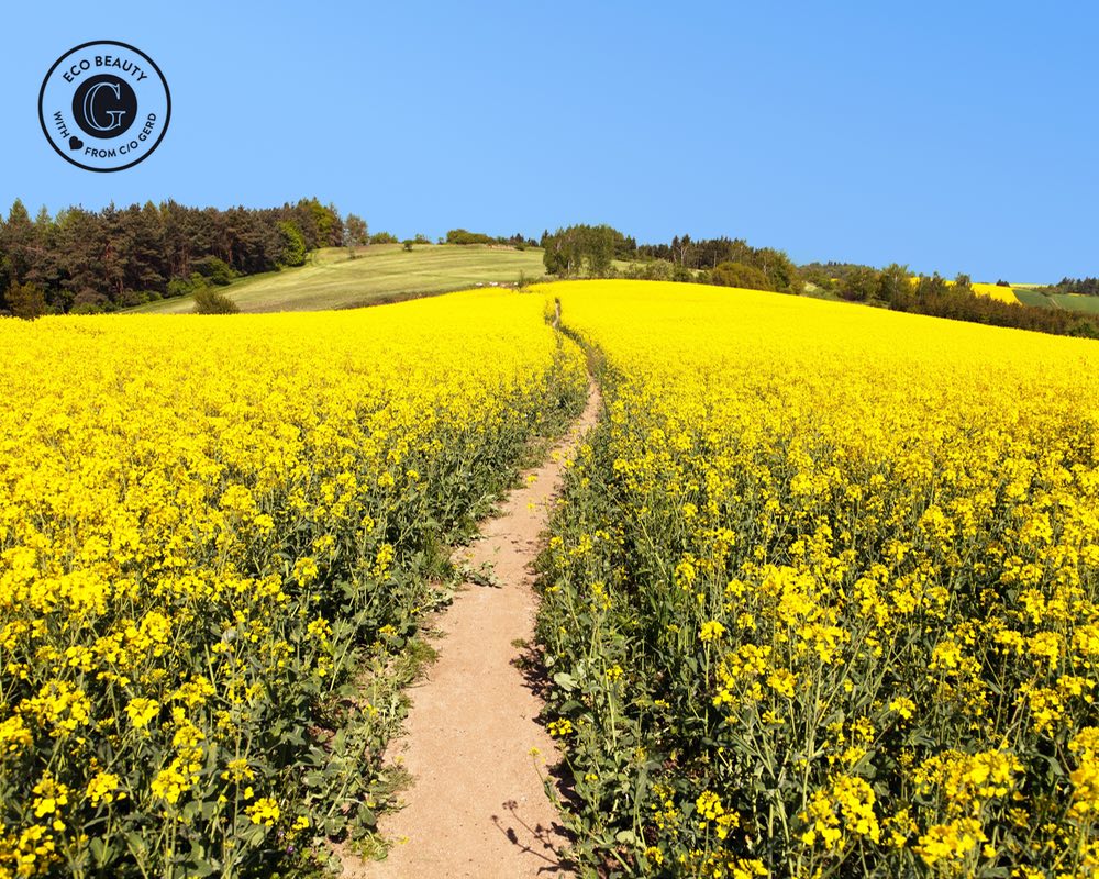 Clean face canola - c/o Gerd - 3