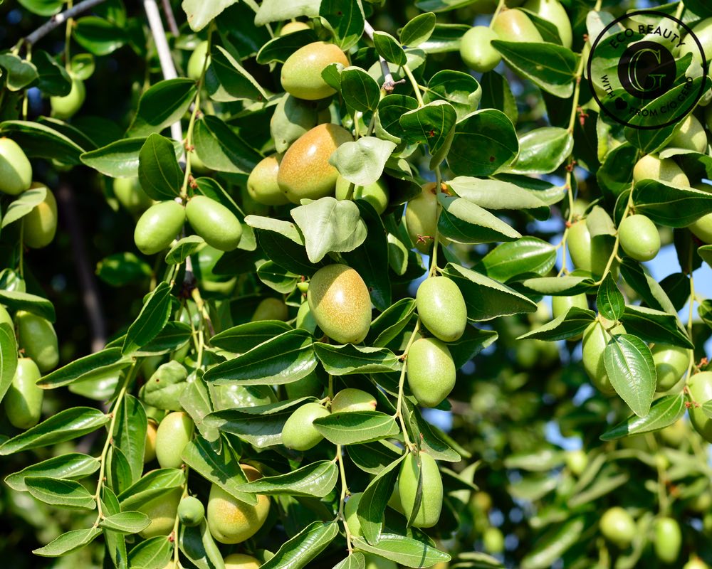 Eco Jojobaoil, Pure Jojobaoil - c/o Gerd - 3