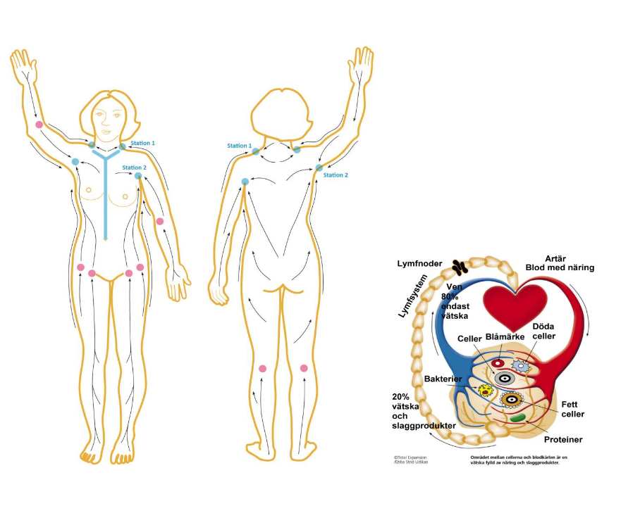 Illustration av lymfsystemet