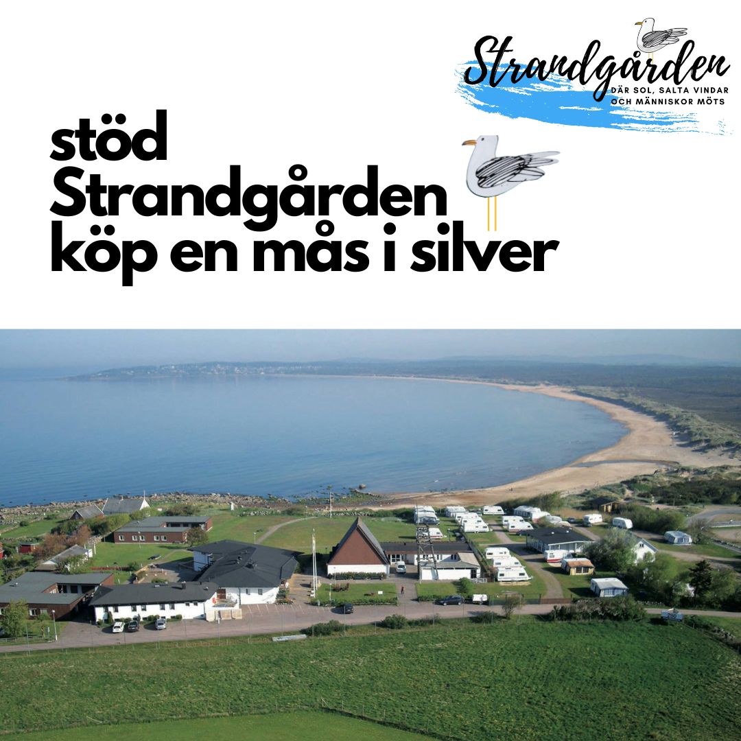 Strandgårdsmåsen
