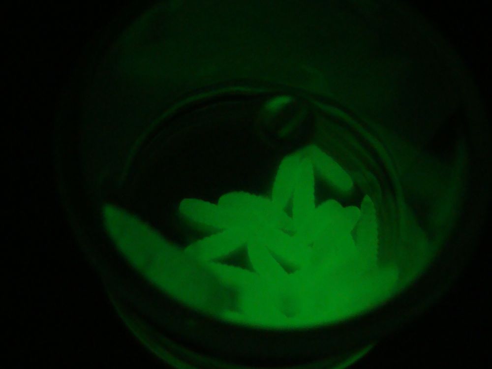 Lucky John Maggots - 2