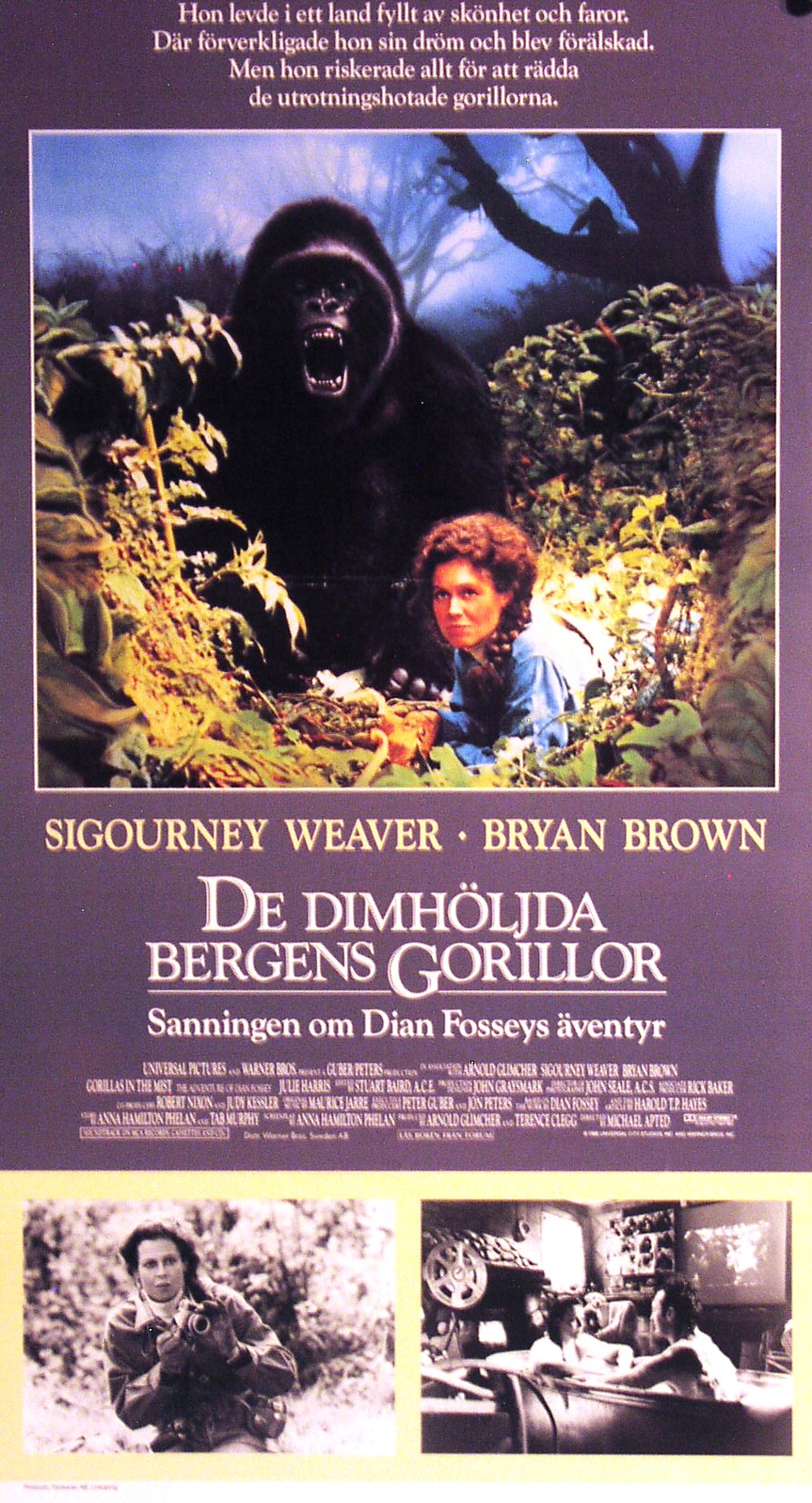 De dimhöljda bergens gorillor