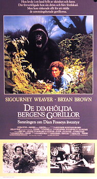 De dimhöljda bergens gorillor