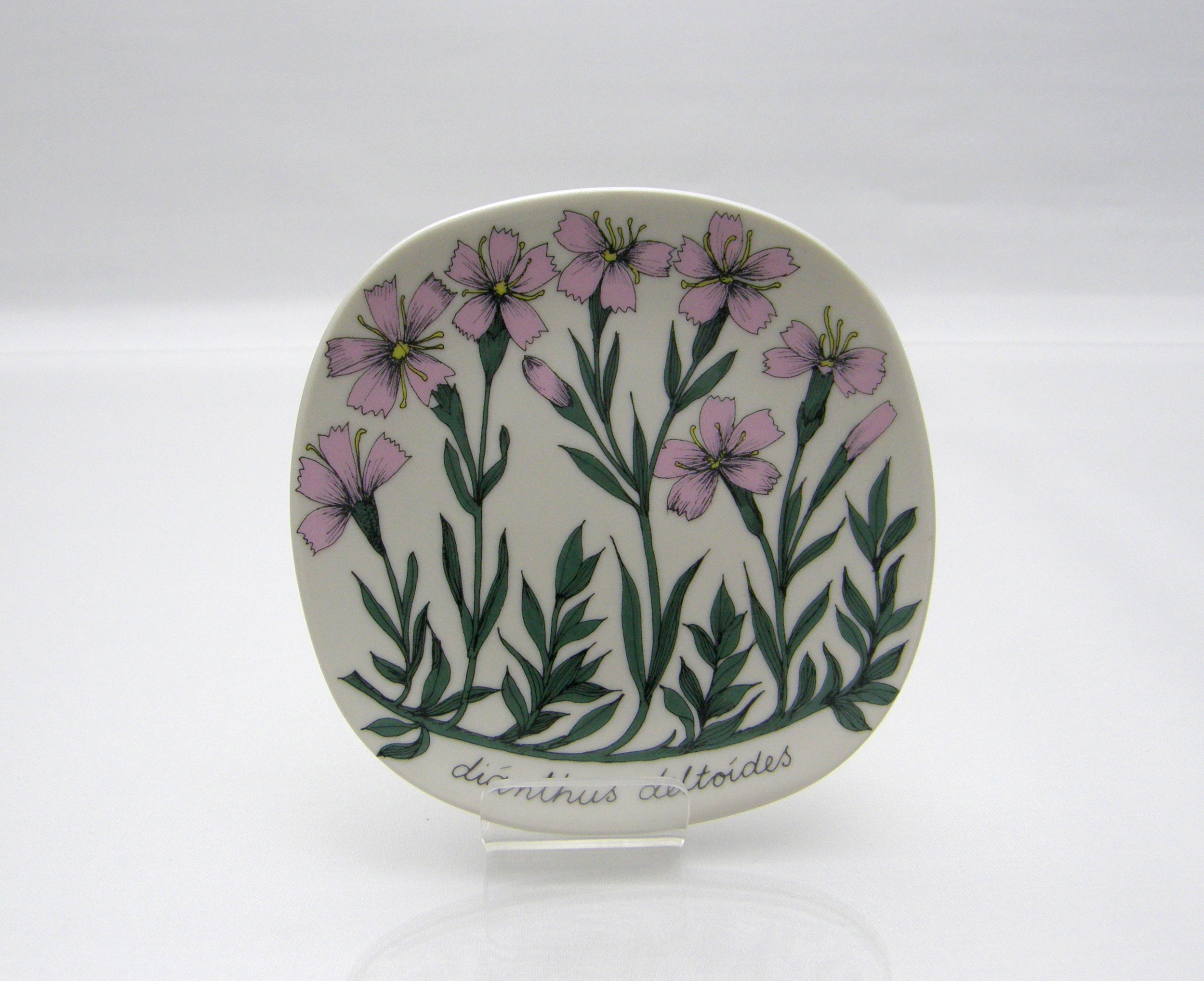 Väggfat, Dianthus deltoides, E Tomula