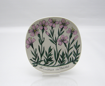 Väggfat, Dianthus deltoides, E Tomula