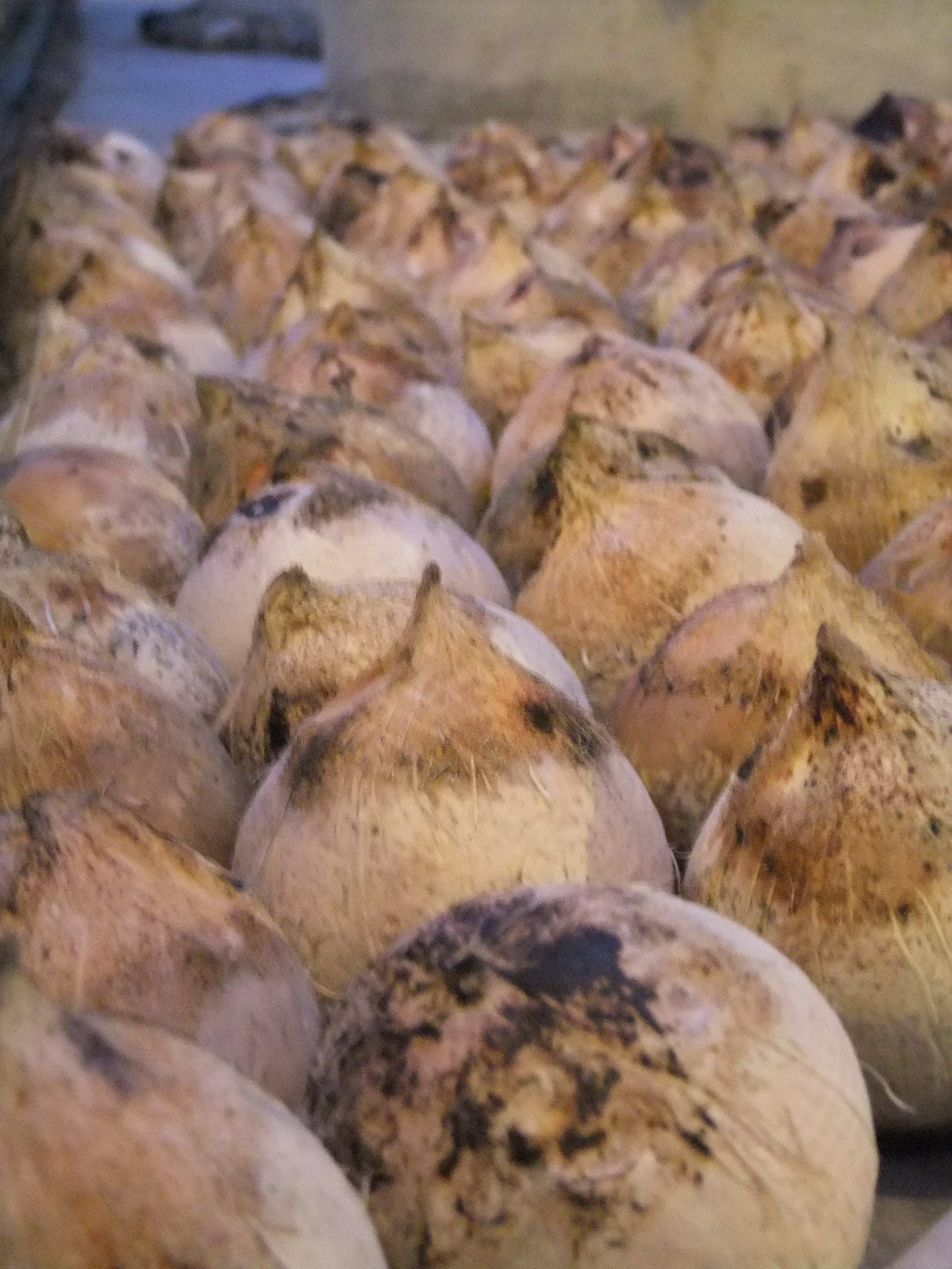 KOKOSNÖTTER