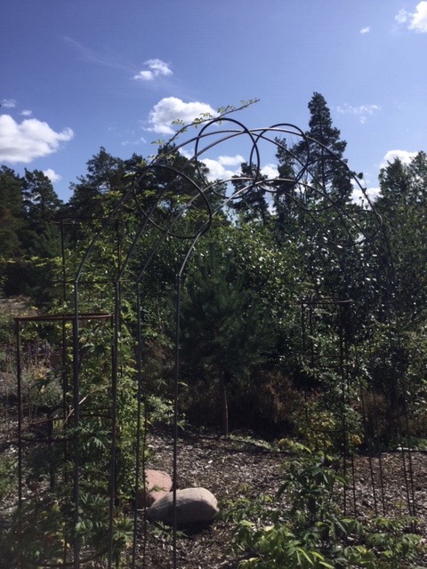 SPALJE ROSENBÅGE - 4