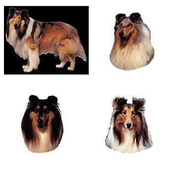 Dekal Collie långhårig