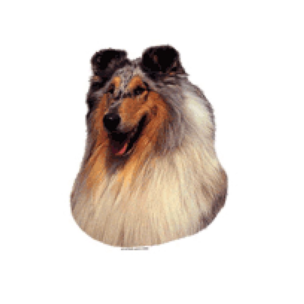 Dekal Collie långhårig - 3