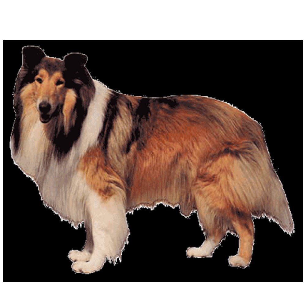 Dekal Collie långhårig - 2
