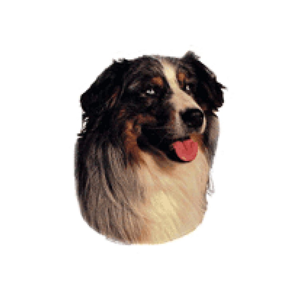 Dekal Australisk Shepherd
