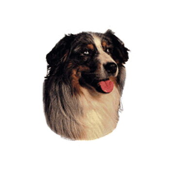 Dekal Australisk Shepherd
