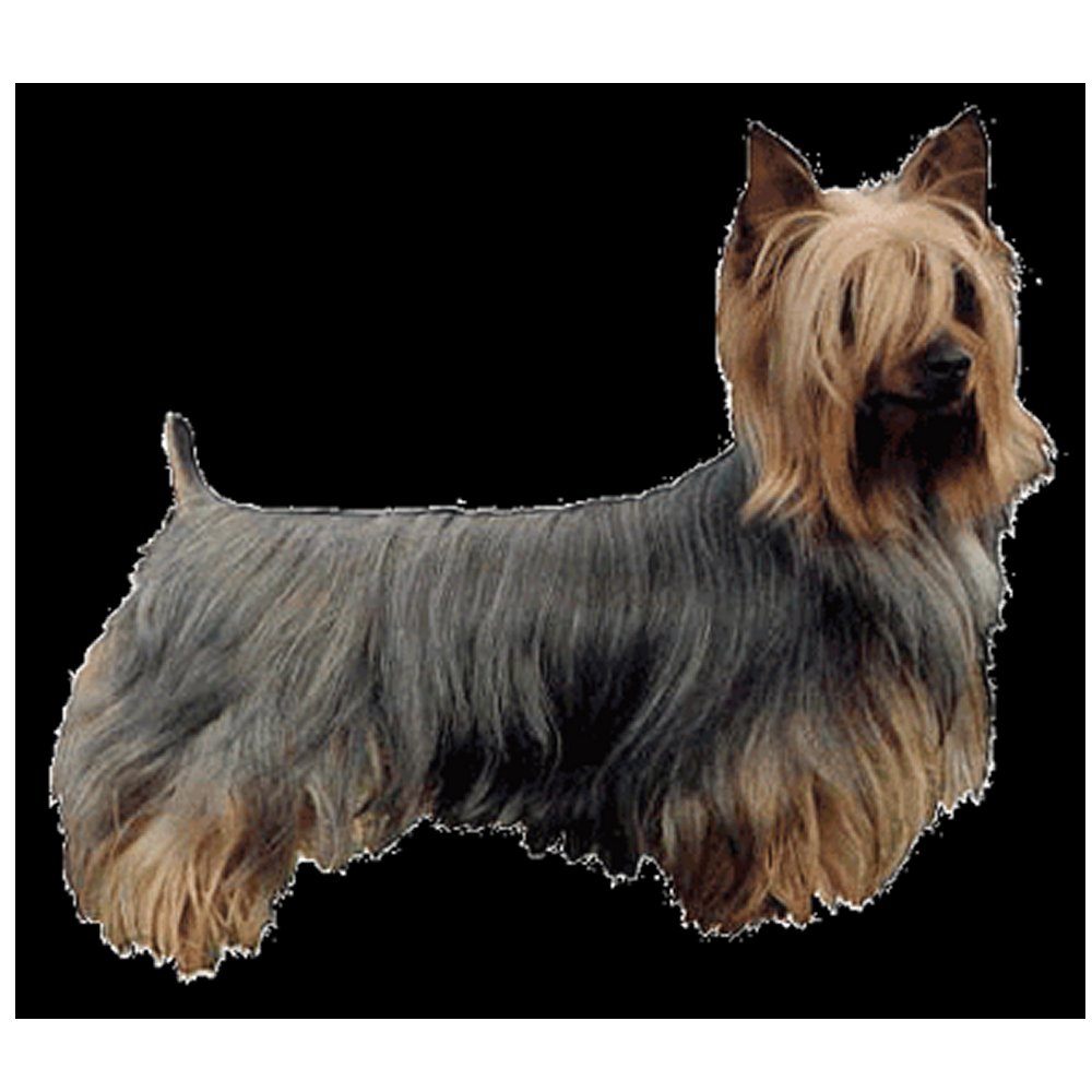 Dekal Australisk Silky Terrier