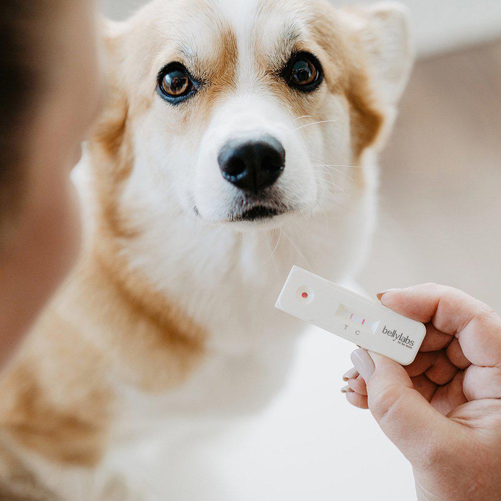 Bellylabs dräktighetstest för hund - 6