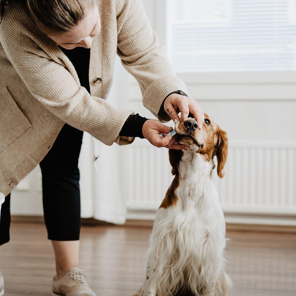 Bellylabs dräktighetstest för hund - 5