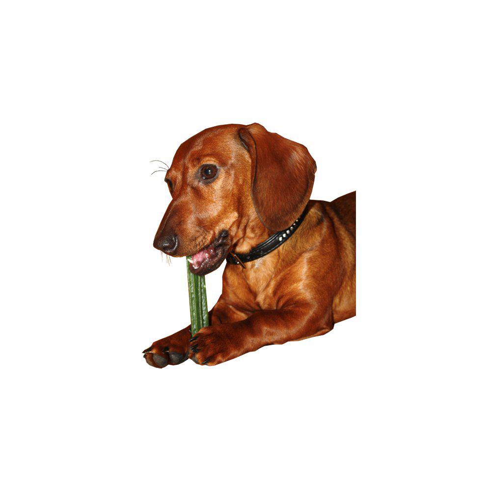 Dentotugg Sticks Star Medium 18cm 50 pack - 2