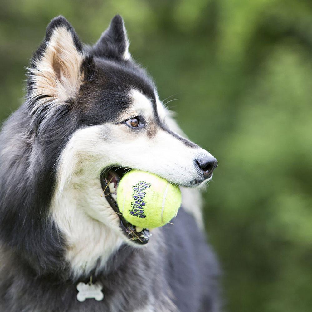 Kong Airdog Squeakair Tennisboll XL - 3