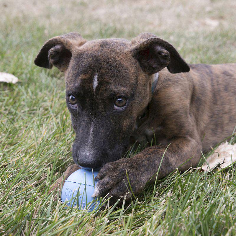 Kong Puppy ball med hål - 4