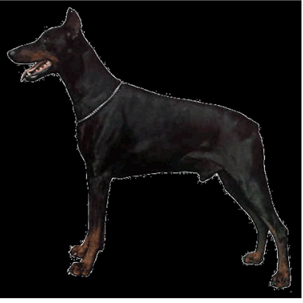 Dekal Doberman Pinscher - 3