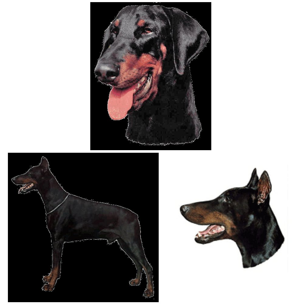 Dekal Doberman Pinscher