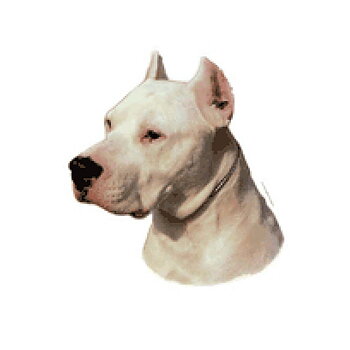 Dekal Dogo Argentino