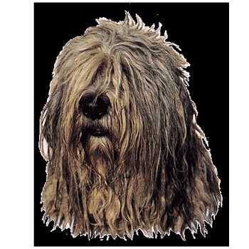 Dekal Bergamasco