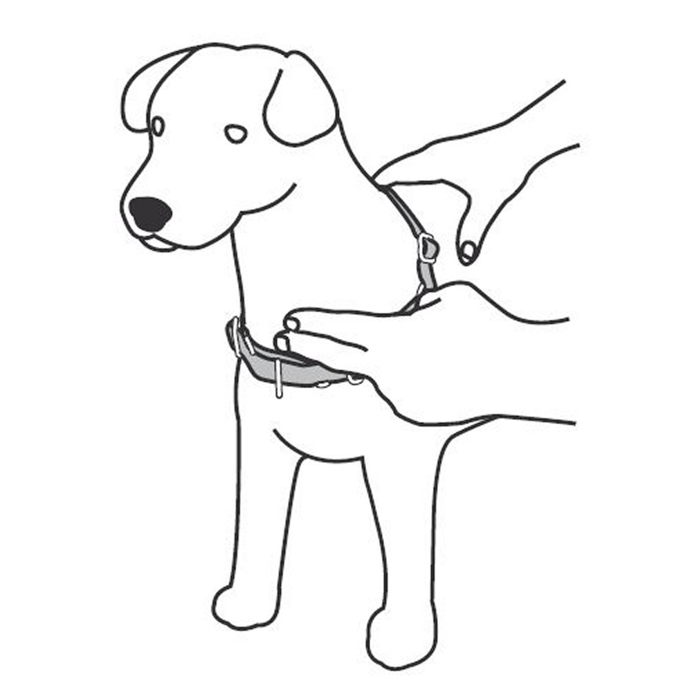 PetSafe Easy Walk sele + koppel XLarge svart - 5