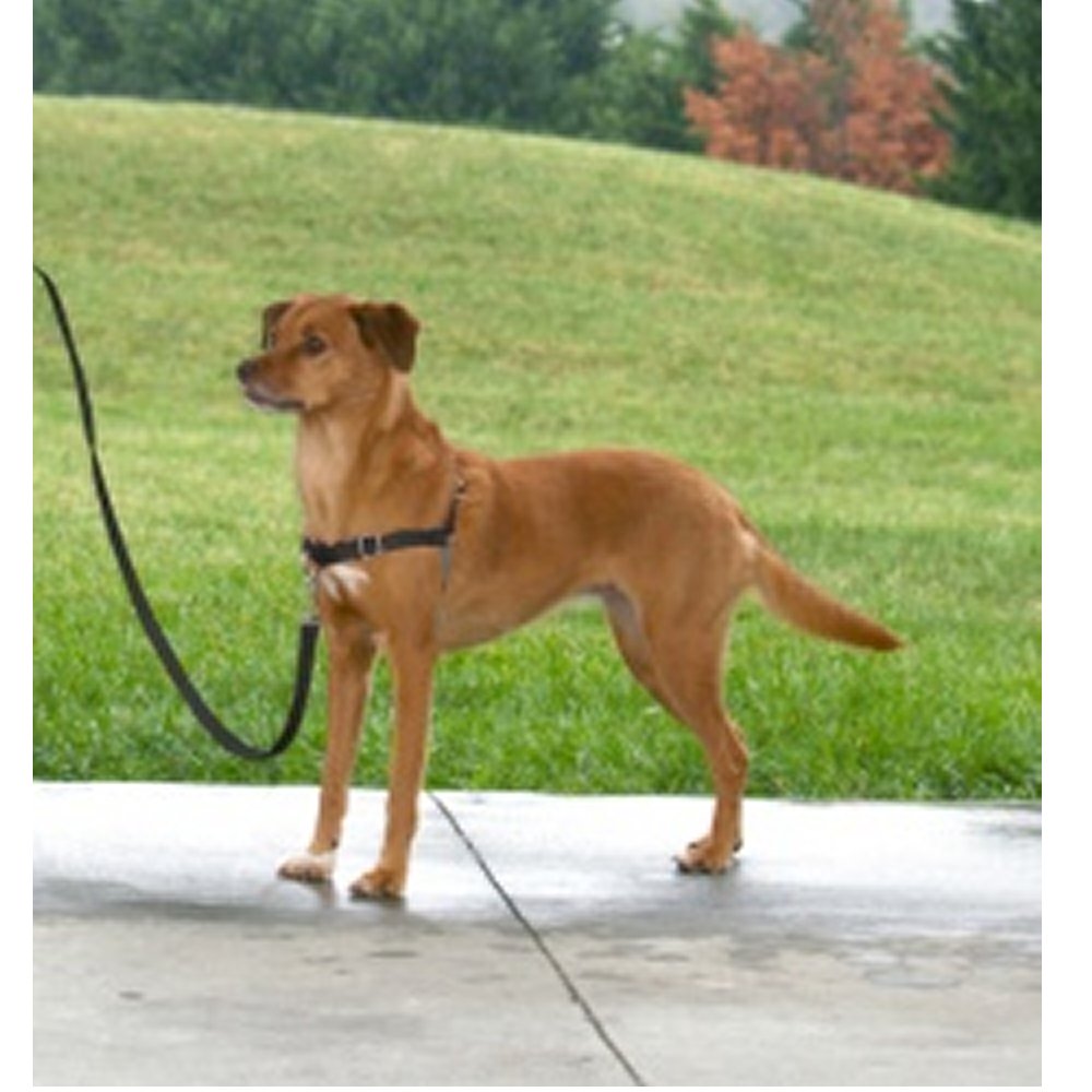 PetSafe Easy Walk sele + koppel XLarge svart - 2