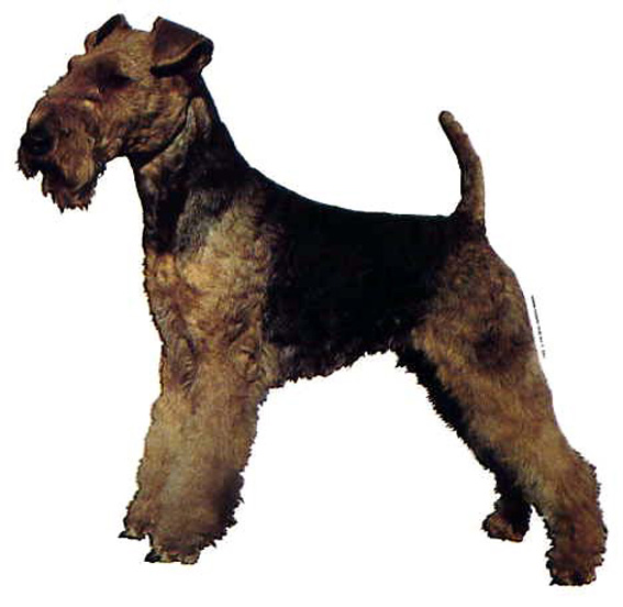 Dekal Welsh Terrier