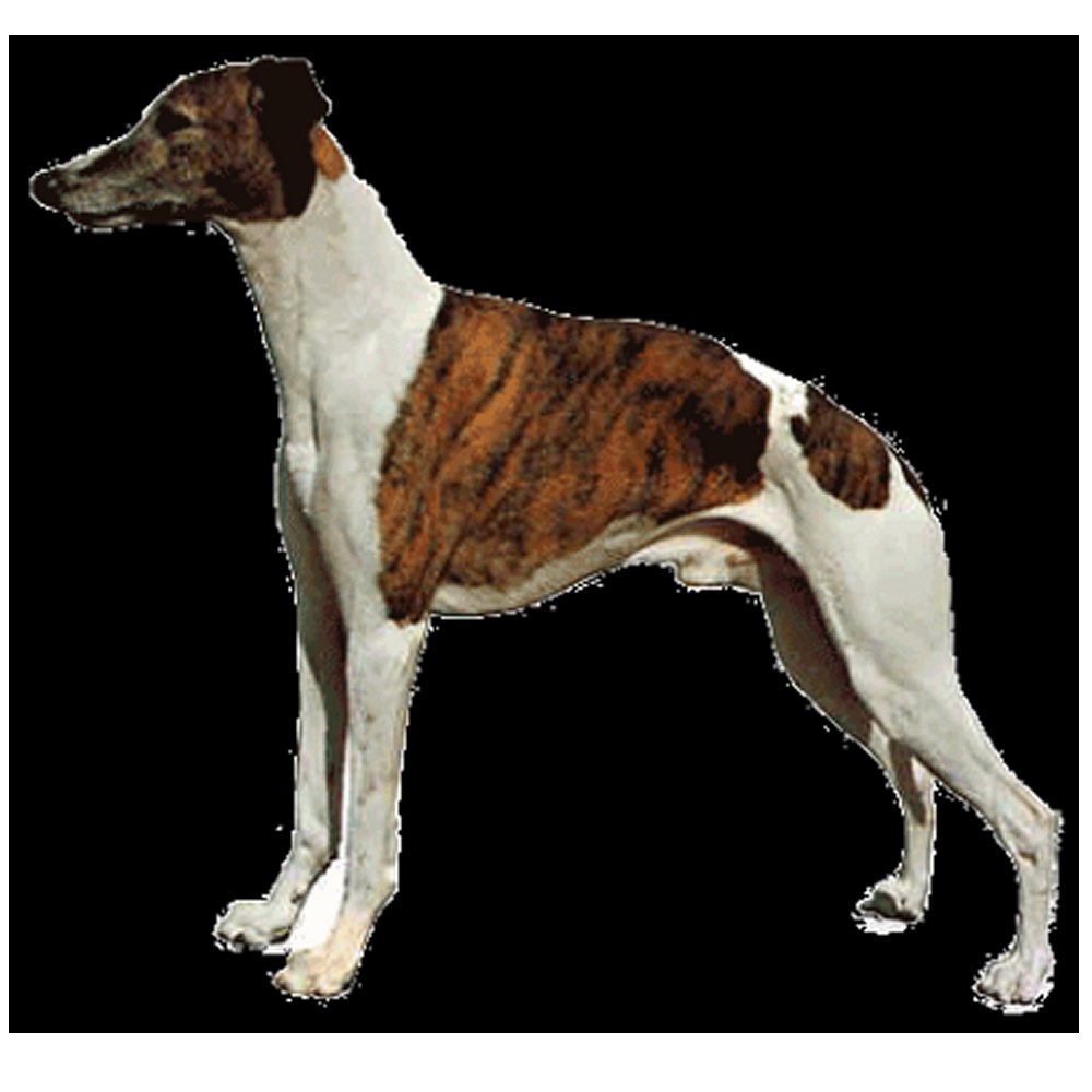 Dekal Whippet