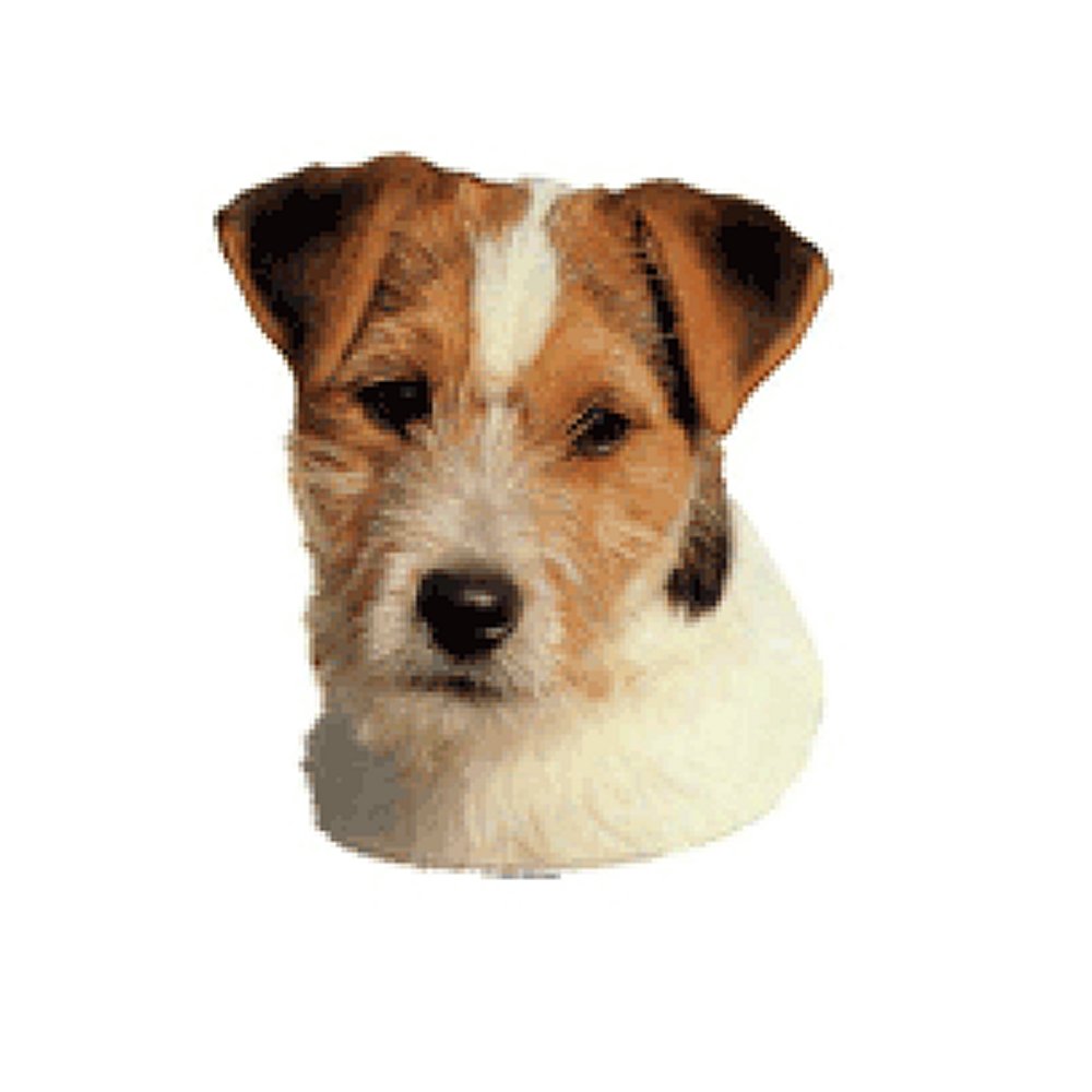 Dekal Jack Russel Terrier