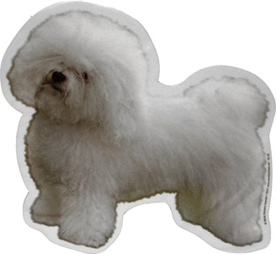 Dekal Bichon Bolognese