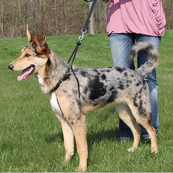 Trixie EasyWalk Basic