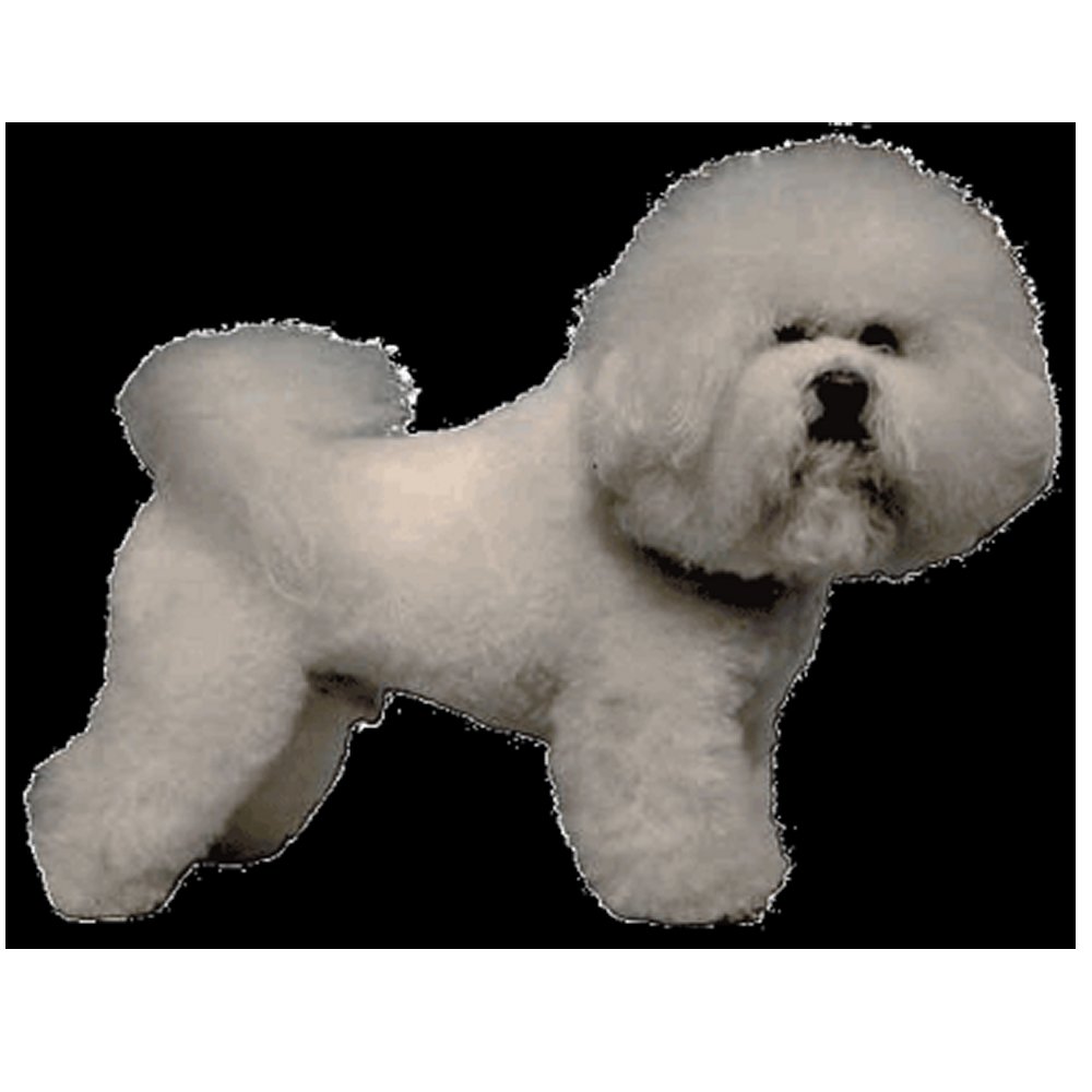 Dekal Bichon Frise