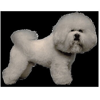 Dekal Bichon Frise