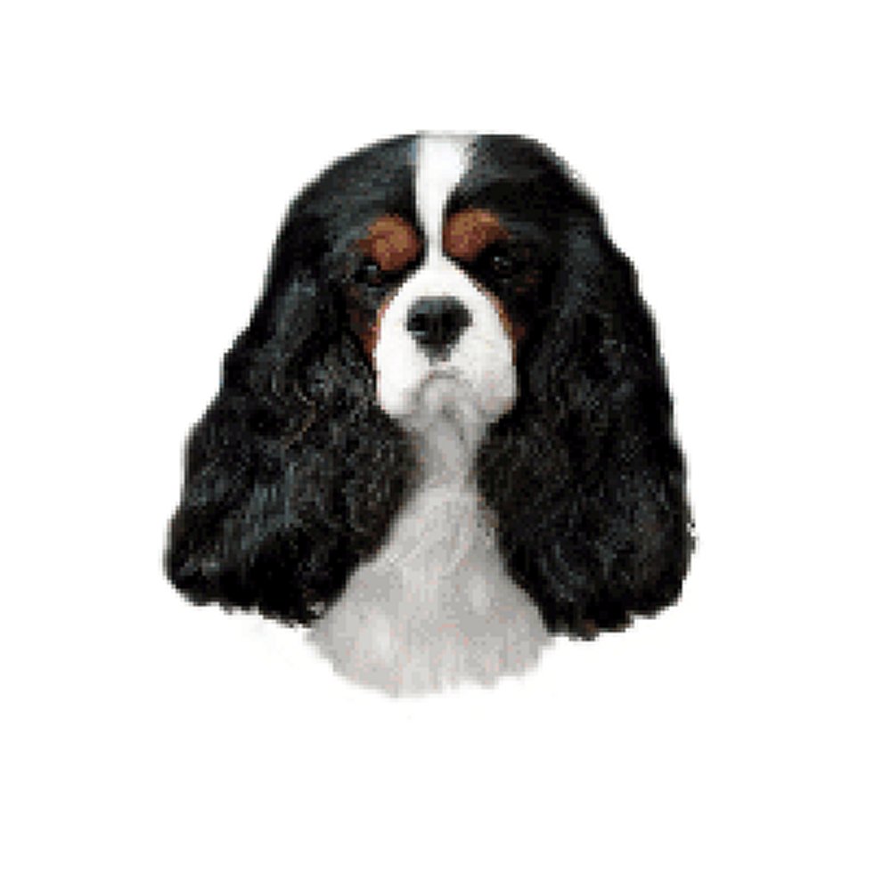 Dekal Cavalier King Charles Spaniel - 2