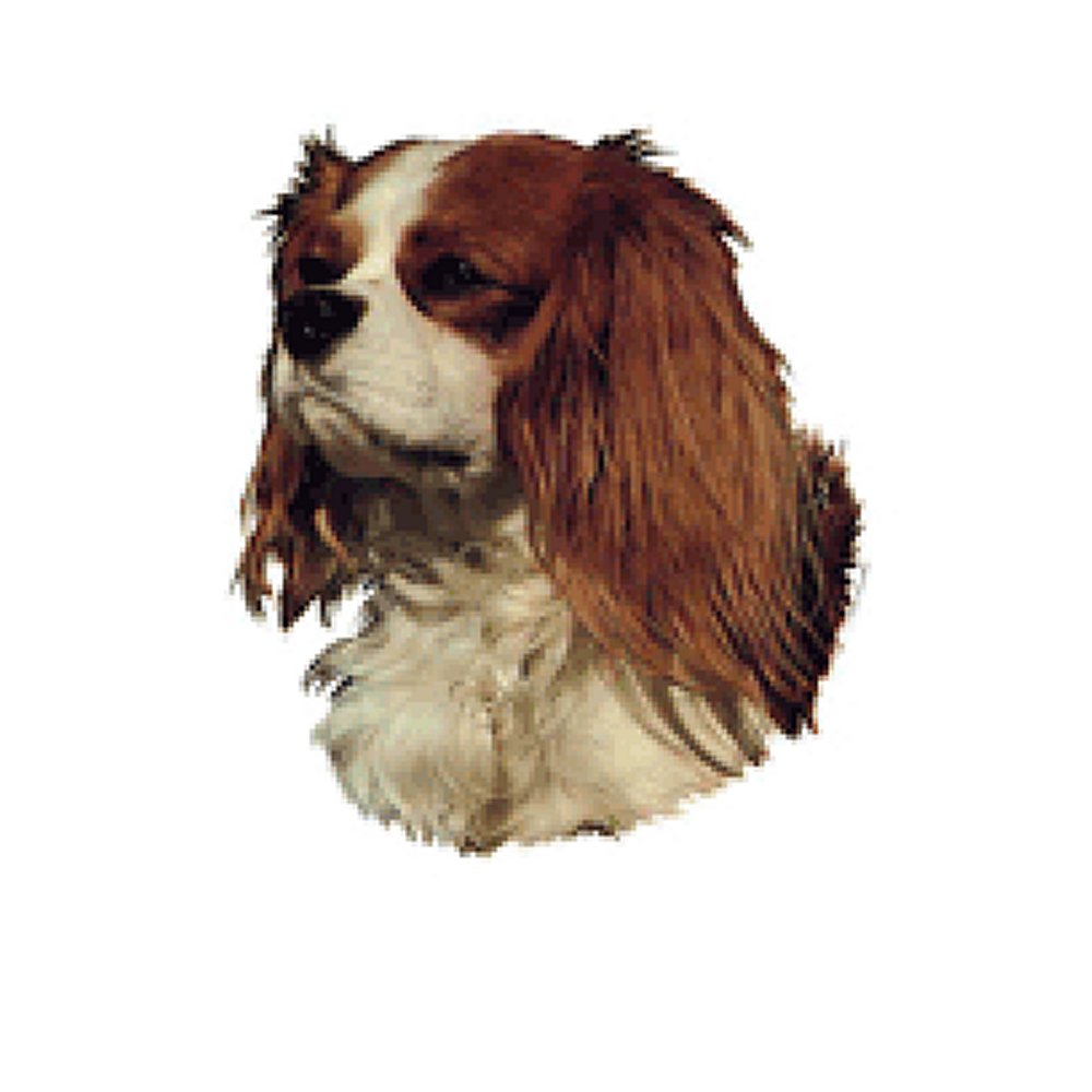 Dekal Cavalier King Charles Spaniel - 3