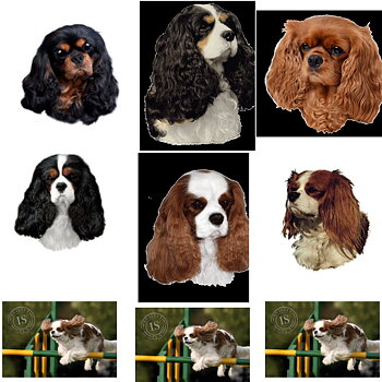 Dekal Cavalier King Charles Spaniel