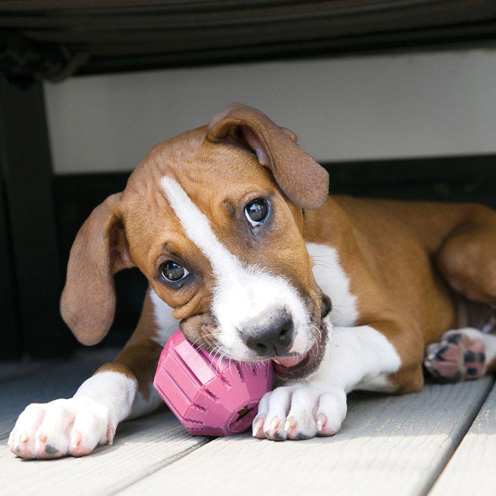 Kong Puppy Acitivtyball - 4