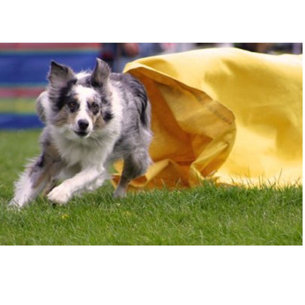 Dekal Border Collie - 4