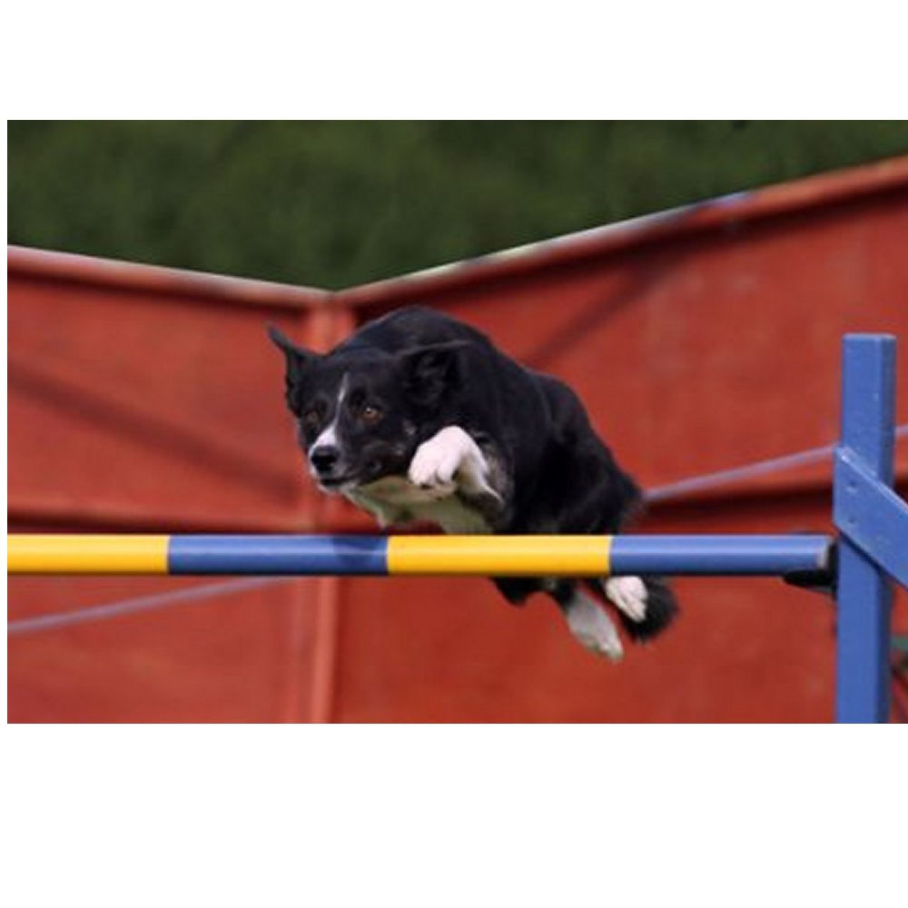 Dekal Border Collie - 2