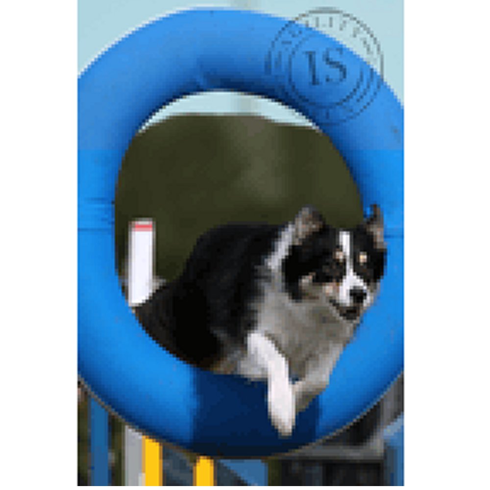 Dekal Border Collie - 3