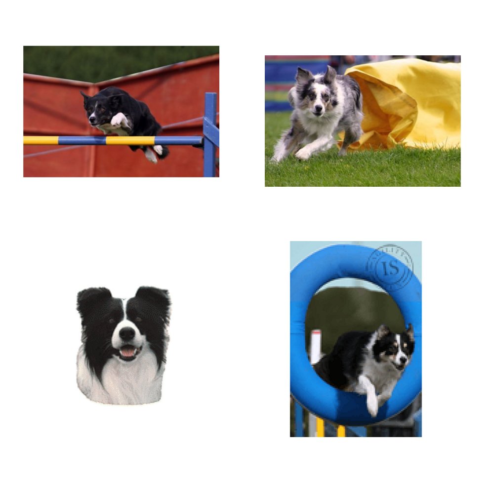 Dekal Border Collie