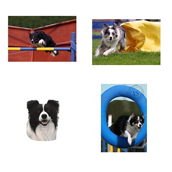Dekal Border Collie