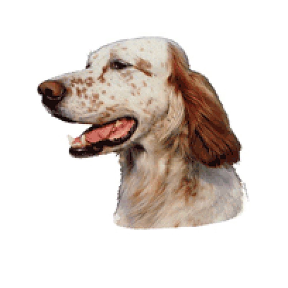 Dekal Engelsk setter