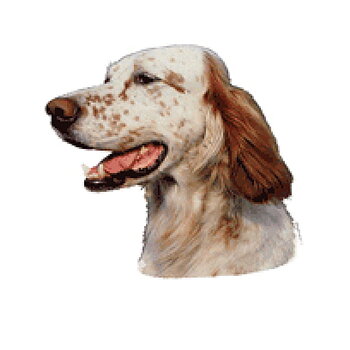 Dekal Engelsk setter