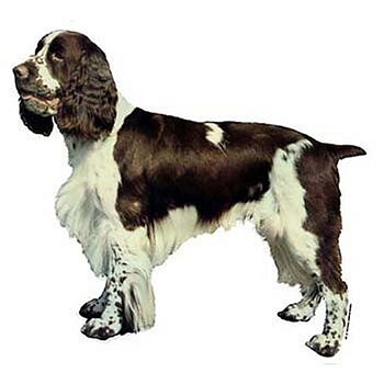 Dekal Engelsk springerspaniel