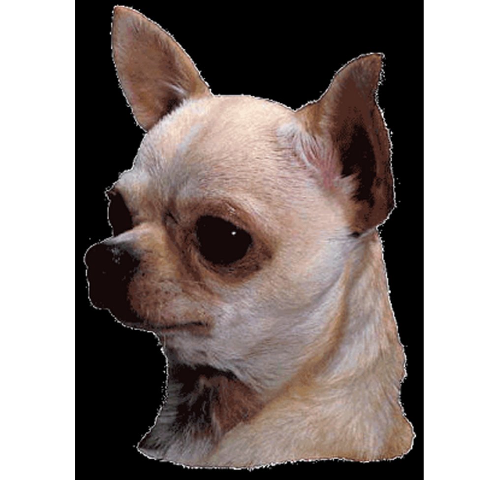 Dekal Chihuahua korthårig