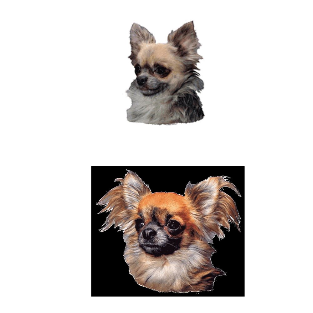 Dekal Chihuahua långhårig